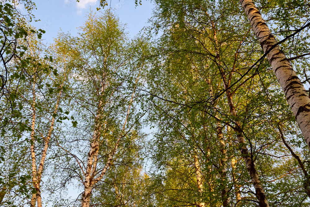 Fototapeta premium Birch branches at the top of the Park or forest on a spring evening and the sky in the background