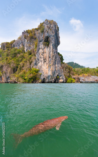 Endangered Thai Dugong swimming in  tropical sea and breathe in crystal clear water. Sea cow looks up and take a breath on sea surface. Koh Libong, Trang, dugong is the symbol of Trang, Thailand.