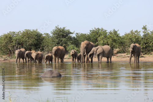 Afrikanischer Elefant / African elephant / Loxodonta africana