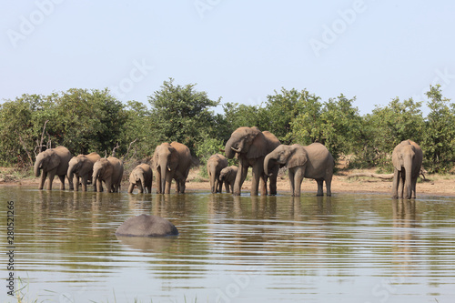 Afrikanischer Elefant / African elephant / Loxodonta africana