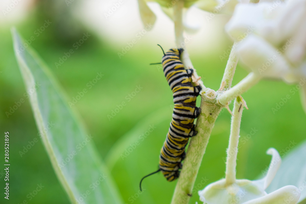 A monarch butterfly caterpillar with yellow black and white stripes eating a white crownflower plant with a blurred light green background.