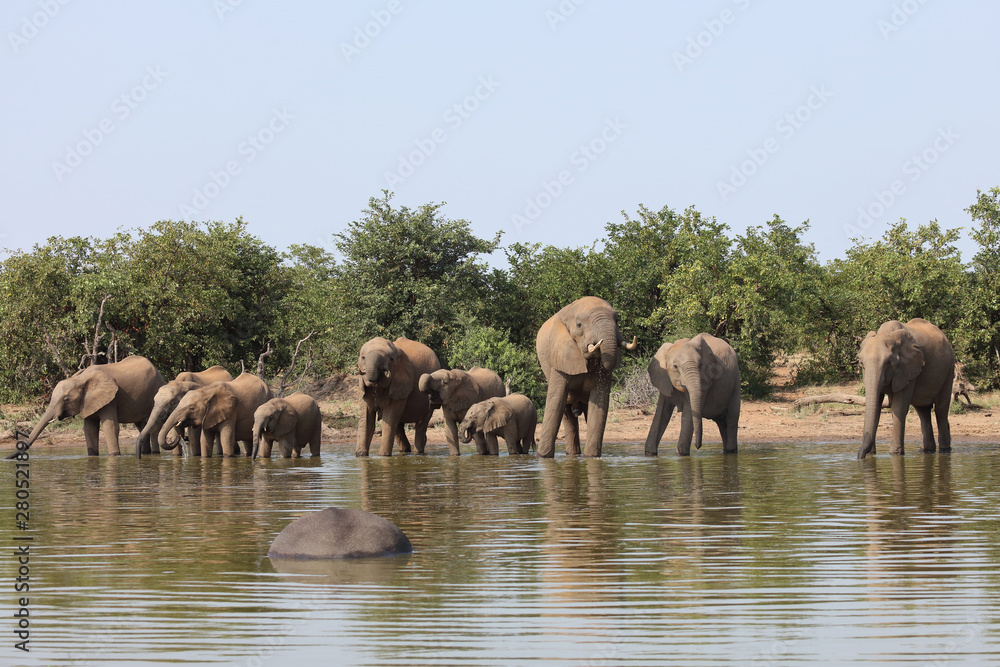Fototapeta premium Afrikanischer Elefant / African elephant / Loxodonta africana