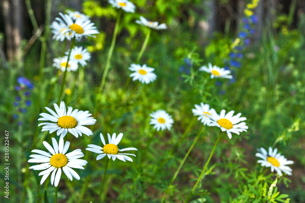 daisies in the forest