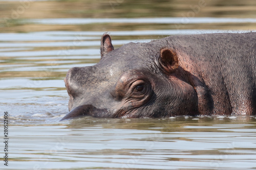 Flußpferd / Hippopotamus / Hippopotamus amphibius