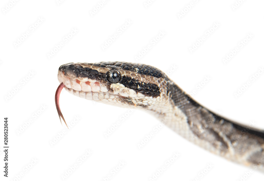 Close up royal python with tongue out. Isolated on white background Close up royal python with tongue out. Isolated on white background