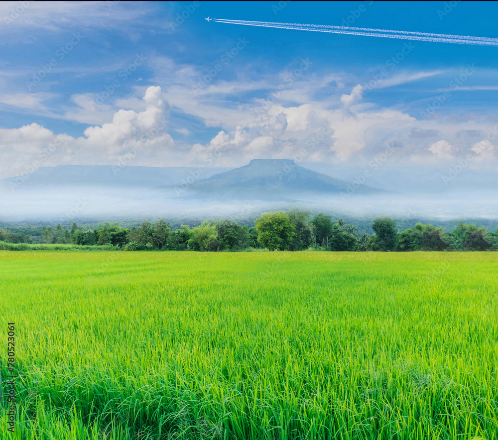 Obraz premium Green paddy rice field with beautiful sky and cloud, Thailand fuji mountain similar to Japan's Fuji mountain in Thailand.