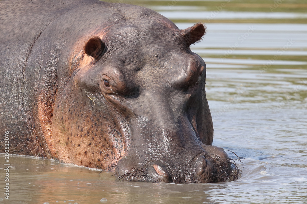 Flußpferd / Hippopotamus / Hippopotamus amphibius Flußpferd / Hippopotamus / Hippopotamus amphibius
