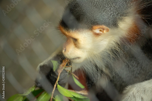 emotional loneliness monkey caged Close up © Apichit