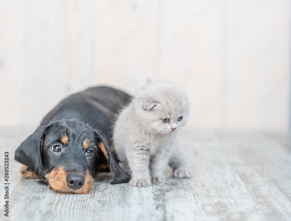 Gray kitten with dachshund puppy on the floor at home. looking away on empty space - obrazy, fototapety, plakaty 