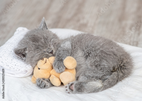 Baby kitten sleeping with toy bear on the little bed at home