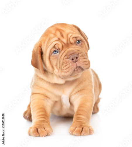 Fototapeta Naklejka Na Ścianę i Meble -  Portrait of a Bordeaux puppy sitting in front view and looking at camera. isolated on white background