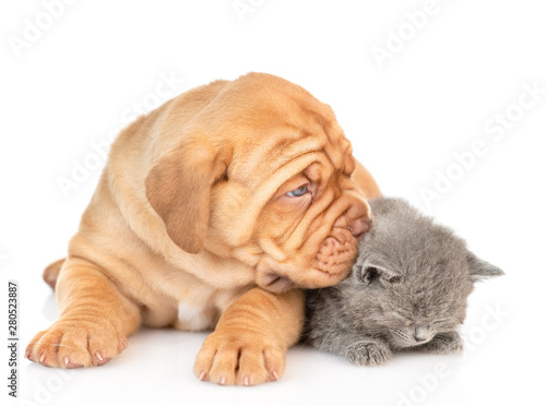 Mastiff puppy dog sniffing sleepy kitten. isolated on white background