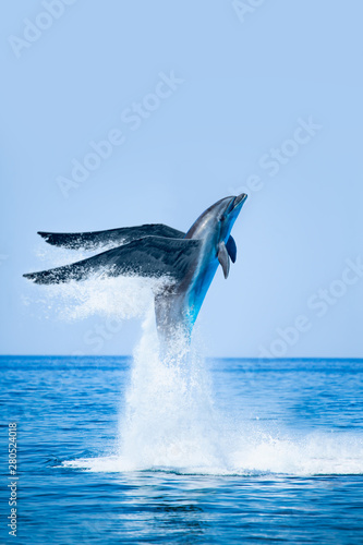 Flying dolphin jumping on the water - Beautiful seascape and blue sky