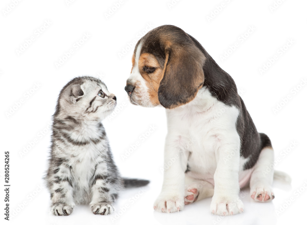 Beagle puppy and tabby kitten sitting together and look at each other. isolated on white background Beagle puppy and tabby kitten sitting together and look at each other. isolated on white background
