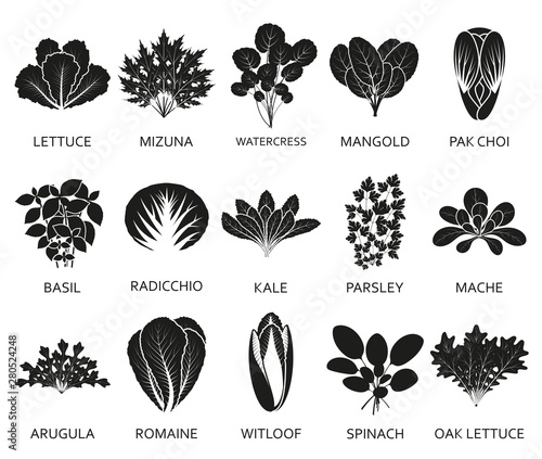 Green salad plants isolated on the white background. Vector illustration.