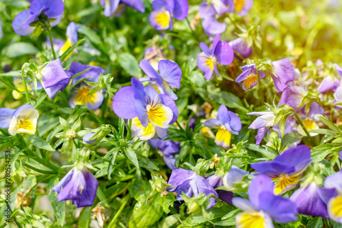 garden flowers purple pansies close up