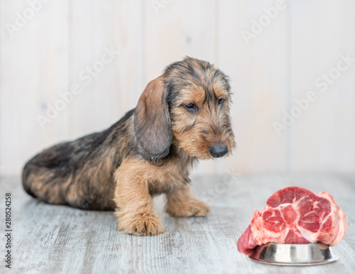 Dachshund puppy sitting on the floor at home and looking at bowl with piece of raw meat