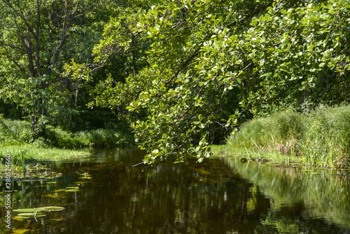 forest in spring