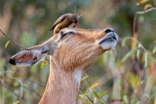 Impala with Red-billed oxpecker photo