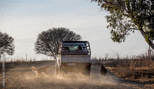 Two dogs chase a motor vehicle on a dusty dirt road image in landscape format with copy space