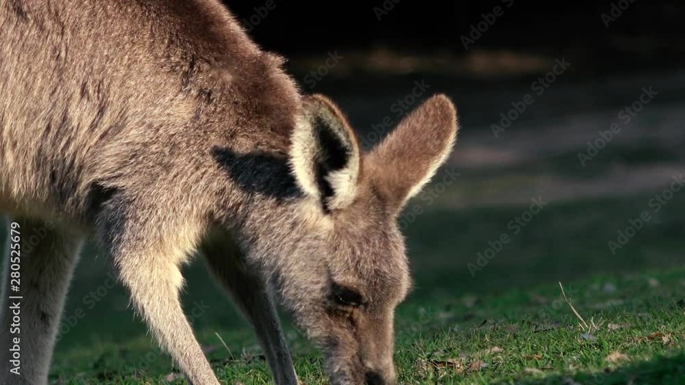 Australian kangaroo outside during the day. Australian kangaroo outside during the day.