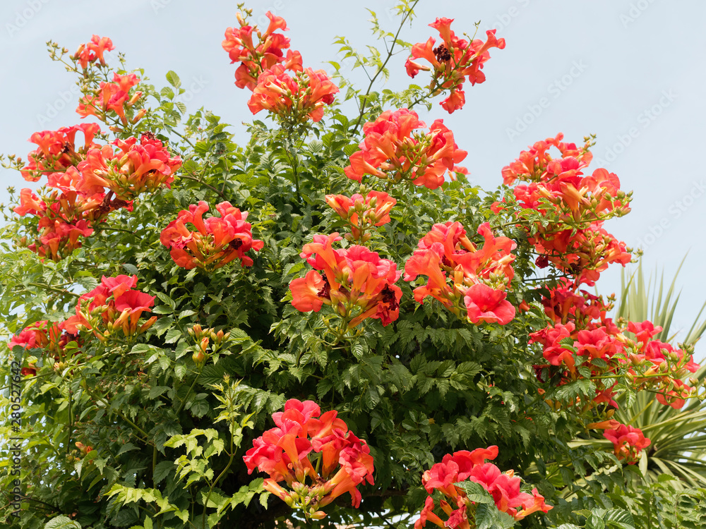 Campsis grandiflora - Chinese trumpet vine or chinese trumpet creeper with orange to red flowers and golden-yellow throats