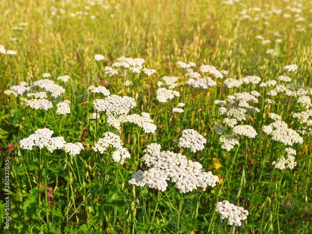 Milfoil flowers on the field background
