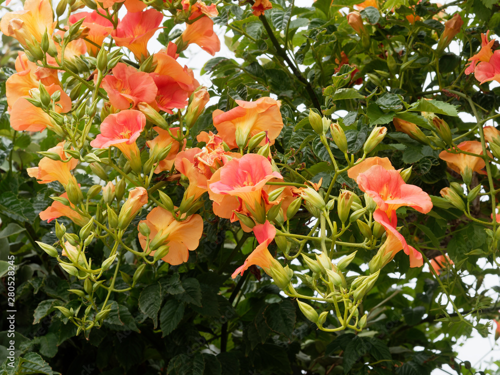 Chinese trumpet creeper stock photo. Image of meaning - 75983432