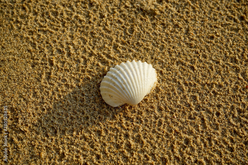 Summer background with beach sand. shells on sands with side light sunset for background. Summer background with beach sand. shells on sands with side light sunset for background.