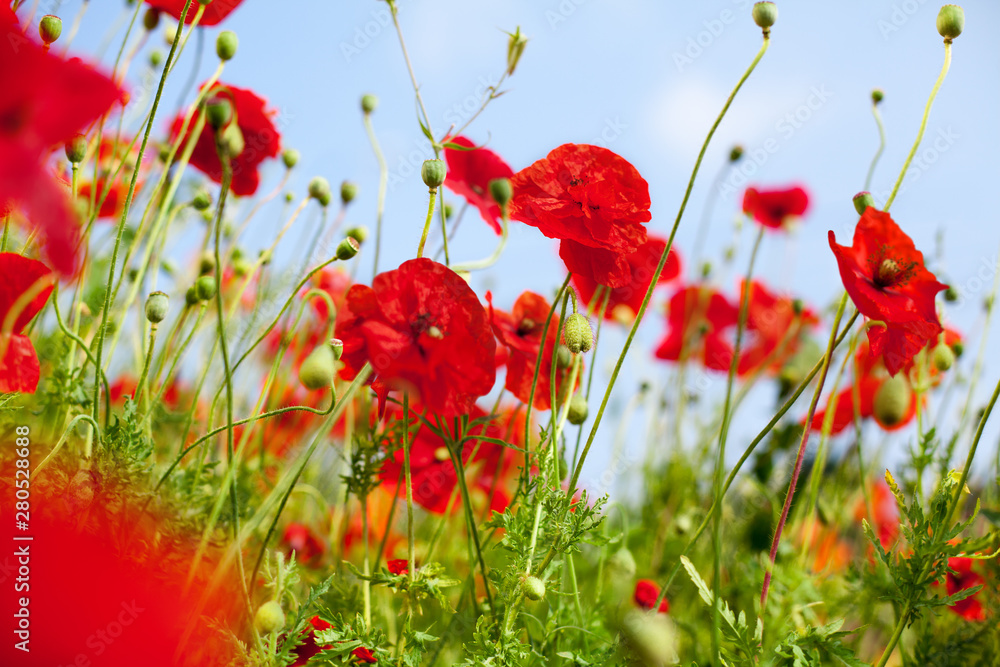 Obraz premium Red poppy flowers in bloom on green grass and blue sky blurred background closeup, beautiful poppies field blossom on summer sunny day landscape, bright floral meadow, spring season nature, copy space