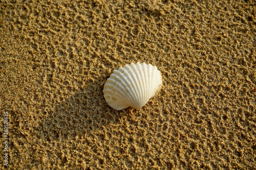 Summer background with beach sand. shells on sands with side light sunset for background.