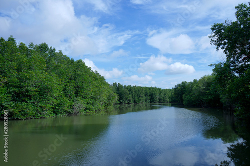 The river in the middle of the mangrove forest with blue sky and beautiful clouds at Riau islands Indonesia                               