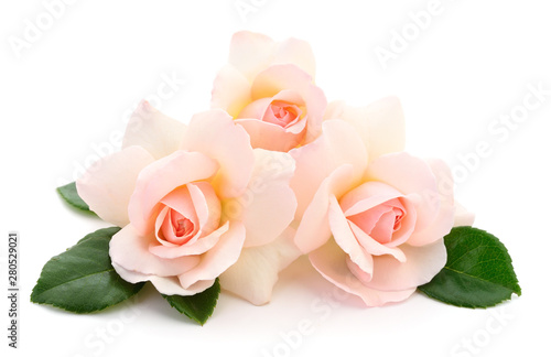 Beautiful pink roses.