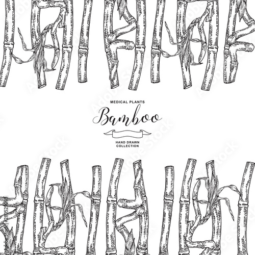 Bamboo plant background. Hand drawn leaves and branches of bamboo isolated on white background. Vector botanical illustration.