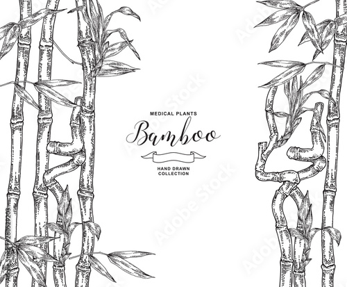 Bamboo plant background. Hand drawn leaves and branches of bamboo isolated on white. Vector botanical illustration.