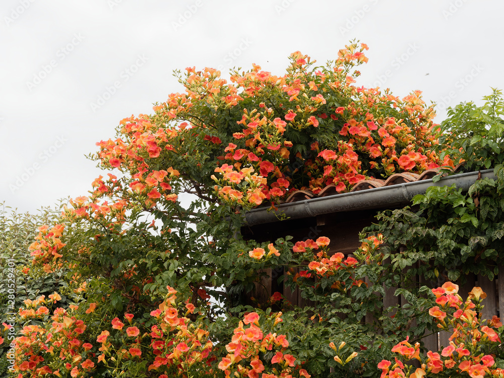 Chinese trumpet creeper stock photo. Image of meaning - 75983432