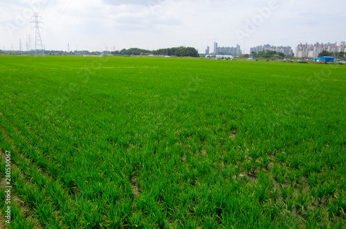 green rice field