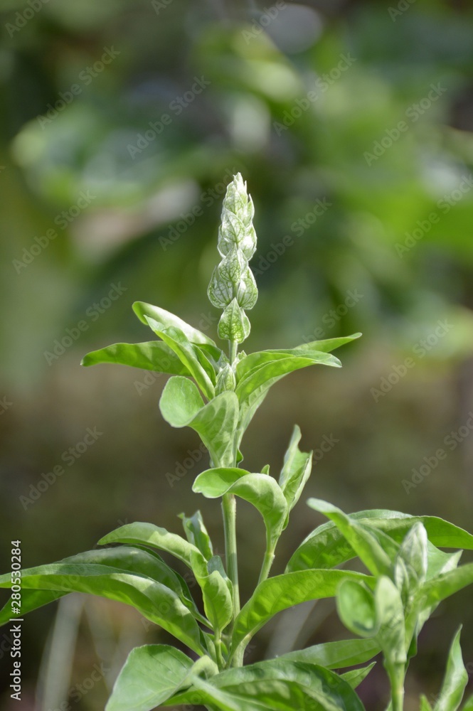 fresh green Clerodendrum serratum plants in nature garden fresh green Clerodendrum serratum plants in nature garden
