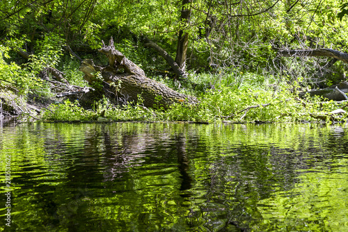 river in forest