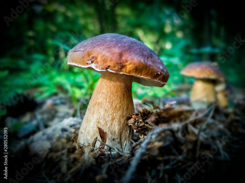Wild edible mushrooms (Boletus edulis) in autumnal forest, Europe