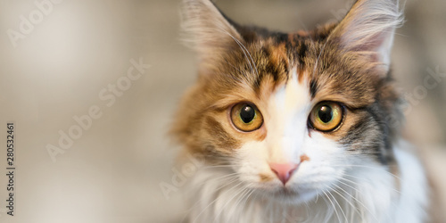 Cute domestic cat close-up looks straight. Copy space 
