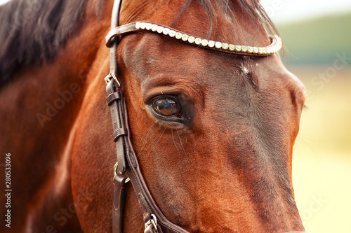 Horse, head in close-up of the eye, with gray shadow on the eyeball.. © RD-Fotografie