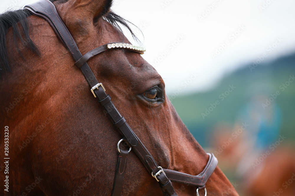 Fototapeta premium Horse, head in close-up of the eye, with gray shadow on the eyeball..
