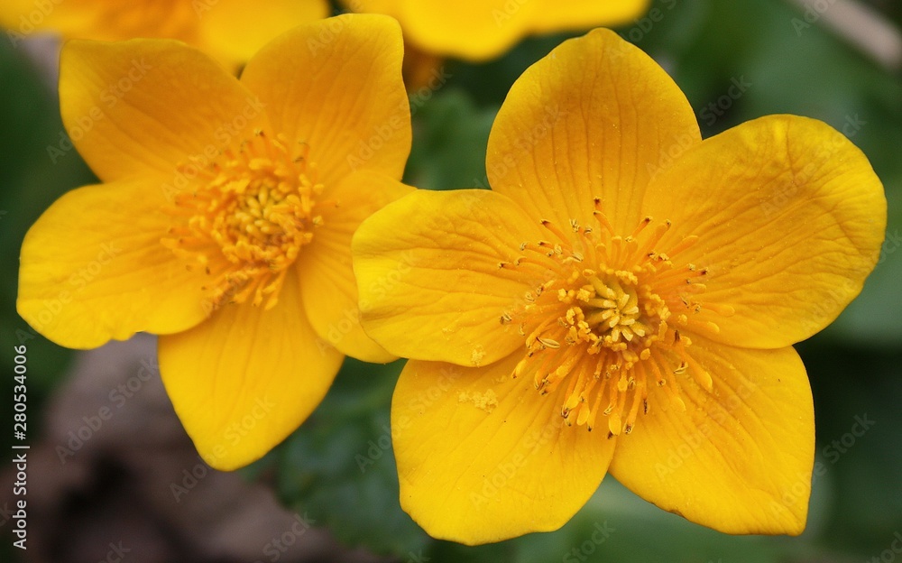 yellow flowers Hypericum yellow flowers Hypericum