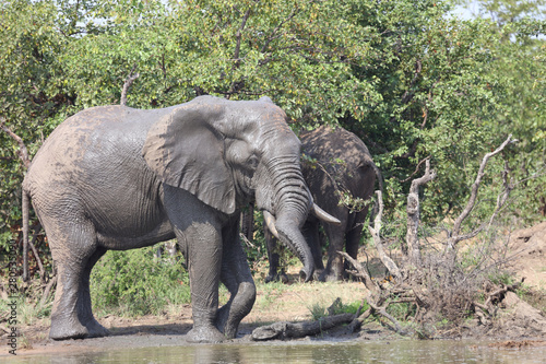 Afrikanischer Elefant   African elephant   Loxodonta africana