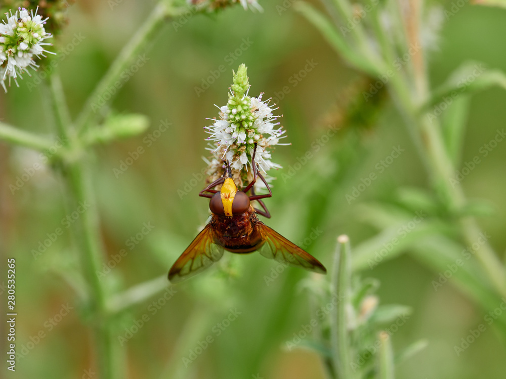 the hornet mimic hoverfly (Volucella zonaria (Poda, 1761)) feeding on a flower, next to a river, near Xativa, Spain