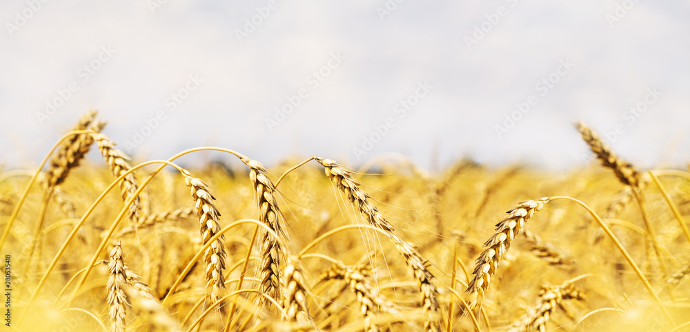 Wheat field. Ears of golden wheat close up. Beautiful Nature Sunset  Landscape. Background of ripening ears of meadow wheat field. Banner with  copy space, rich harvest concept. Wallpaper.. Stock Photo | Adobe