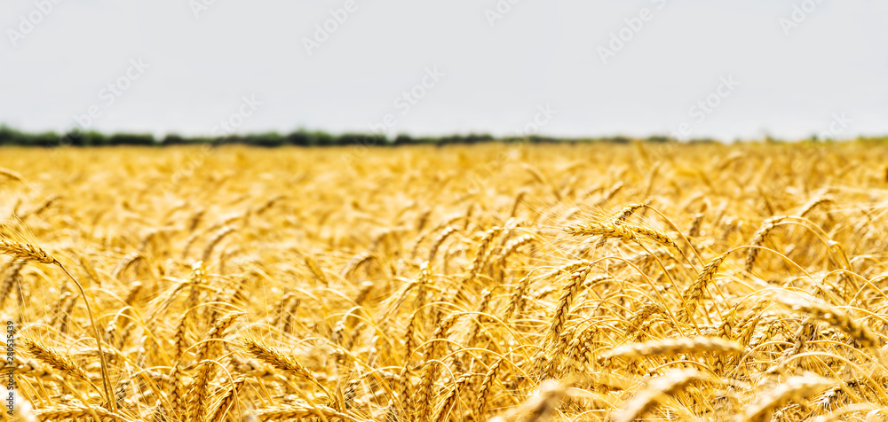 Wheat field. Ears of golden wheat close up. Beautiful Nature Sunset  Landscape. Background of ripening ears of meadow wheat field. Banner with  copy space, rich harvest concept. Wallpaper.. Stock Photo | Adobe