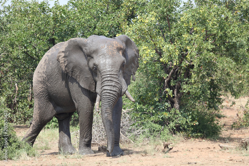 Afrikanischer Elefant   African elephant   Loxodonta africana