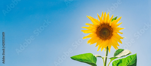 Beautiful sunflower against the sky and clouds. Yellow flower on a blue background with space for text. The concept of a rich harvest  oil and sunflower seeds. Close-up  wallpaper. 
